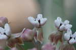 Pinewoods milkweed